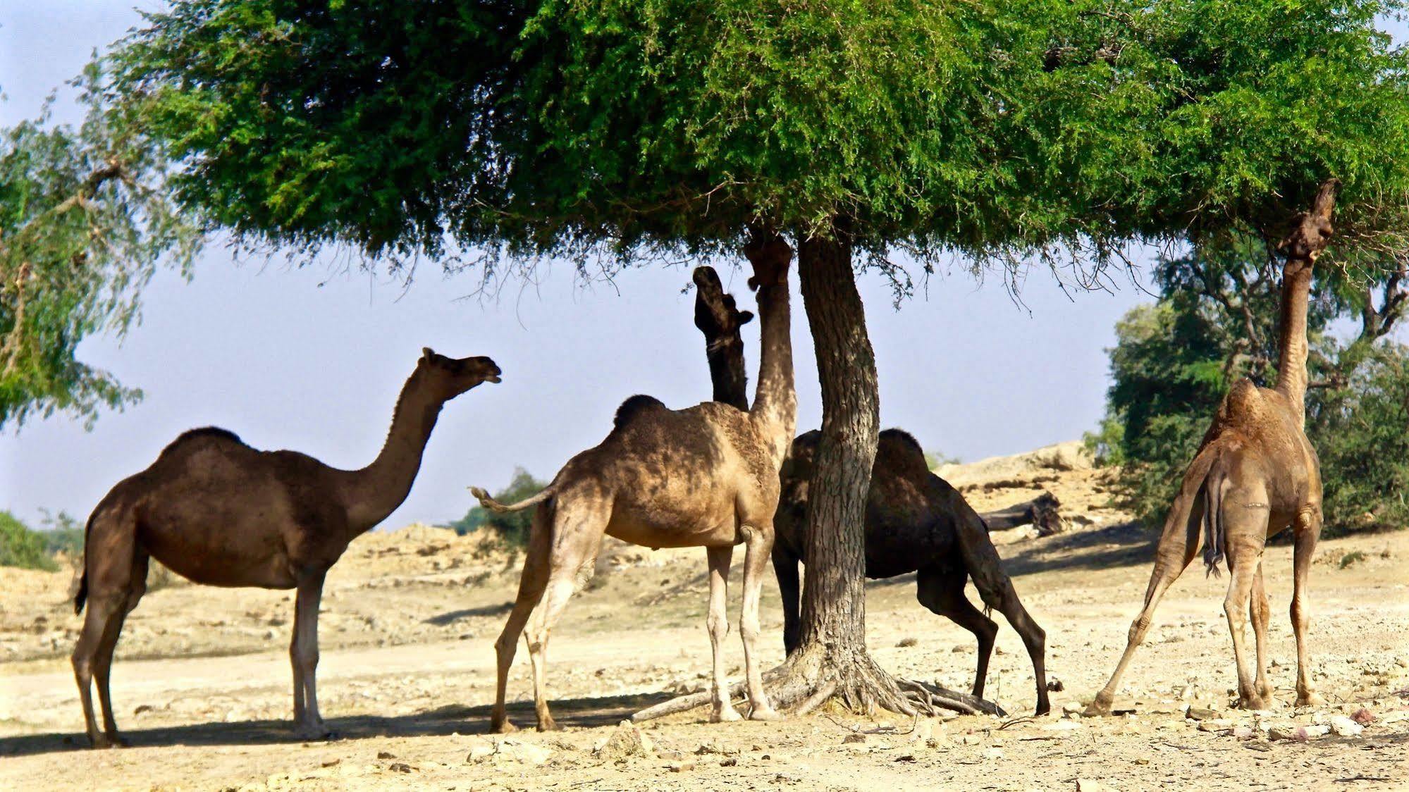 Damodra Desert Camp Jaisalmer Exterior photo